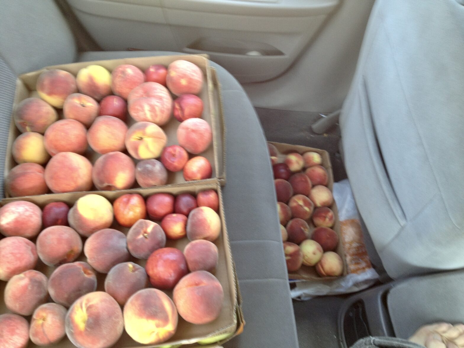 Peaches I picked at an orchard near Framingham, MA, circa 2013