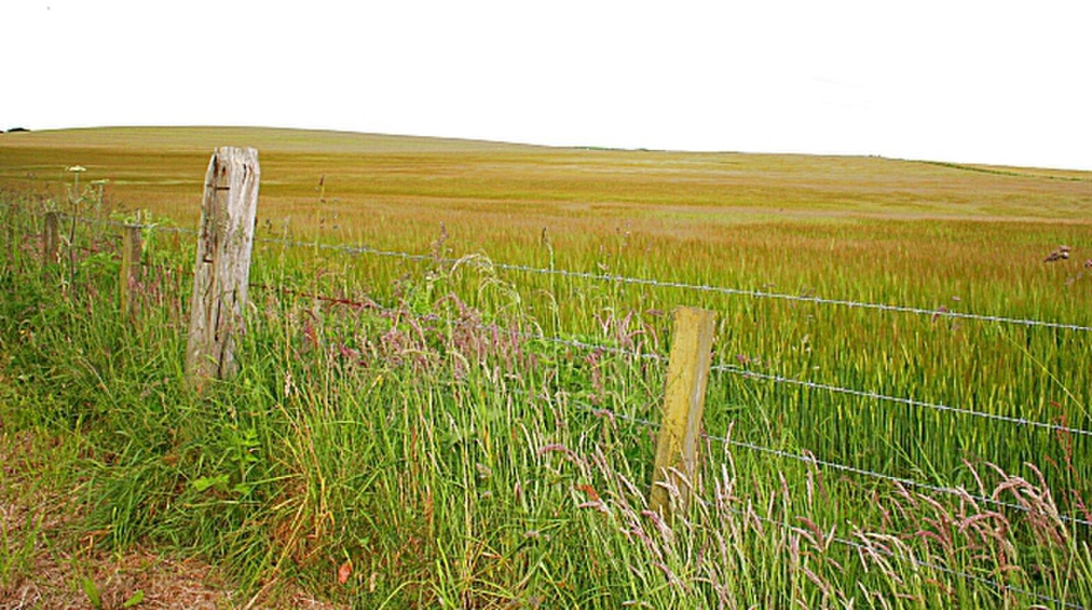 Barley Field (via Wikimedia Commons)